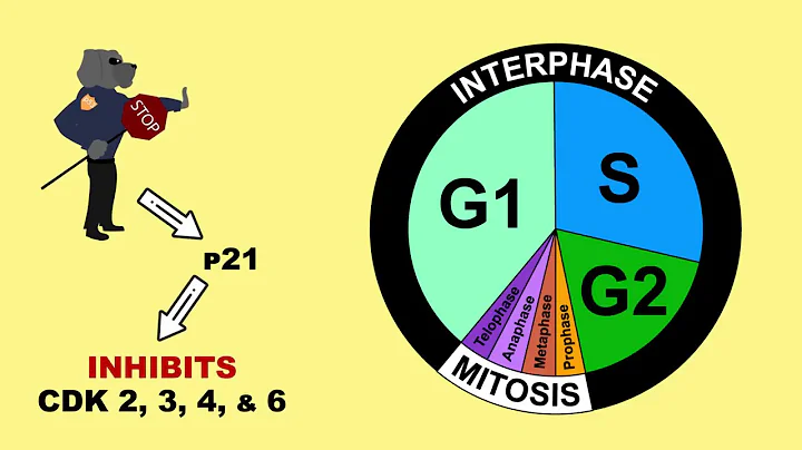 How can p53 be activated? (2023)