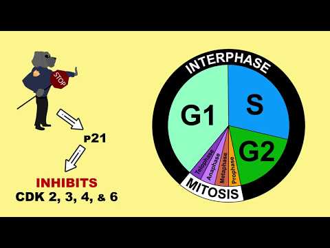 Video: Unterschied Zwischen P53 Und TP53