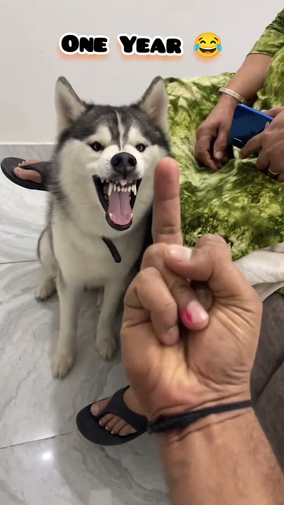 35 Days to One Year Siberian husky transformation #dog #feed #pets #husky #puppy #love #shorts