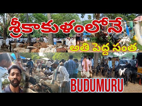 బుడుమూరు సంతకి వెళ్ళాము| Budumuru | srikakulam santha | biggestvillagemarket | village | animal