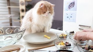 고양이용 김밥 어떻게 만들까?