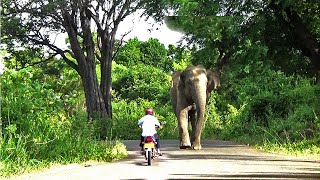 elephants attacked to peoples#attack #srilanka #elephant