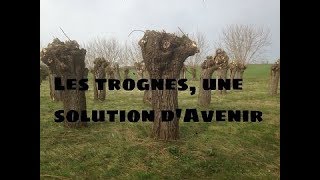 Permaculture et autonomie - Ces #Trognes multifonctionnelles!