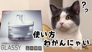 自動給水器の使い方を間違う猫が可愛すぎた【ピュアクリスタルGLASSY】　595話