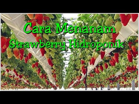 cara menanam strawberry hidroponik, gampang dan efisien