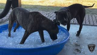 BCSO: Bondable Pups