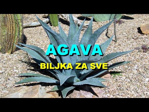 Video: Je li agava kaktus?