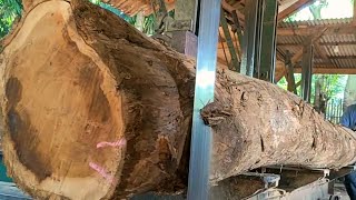 sawing long teak trees with beautiful fibers