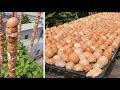 Một ngày làm vườn và các mẹo vặt từ vỏ trứng | A garden day and eggshell tips