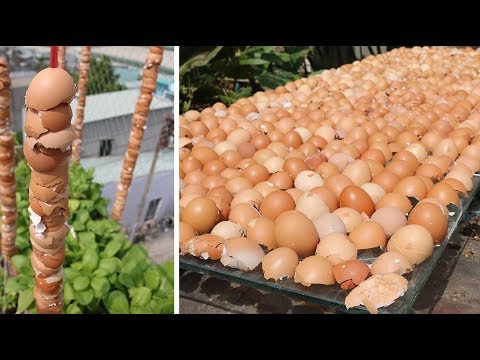 Video: Vỏ Trứng Trong Vườn