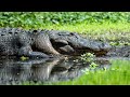 Crocodile Documentary | Wildlife Alligators