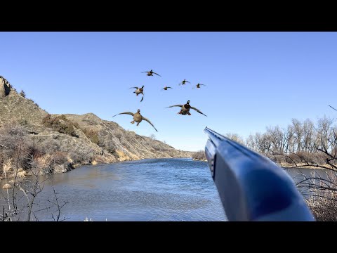 SOLO Duck Hunting a Skinny Mountain River!