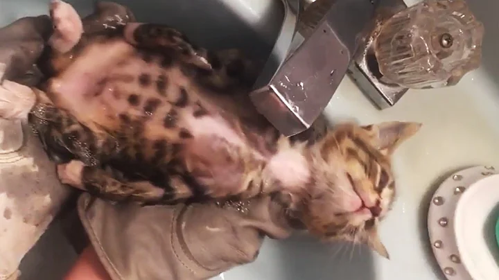 Watch the video about A stray kitten enjoys his first bath just 2 hours after rescued