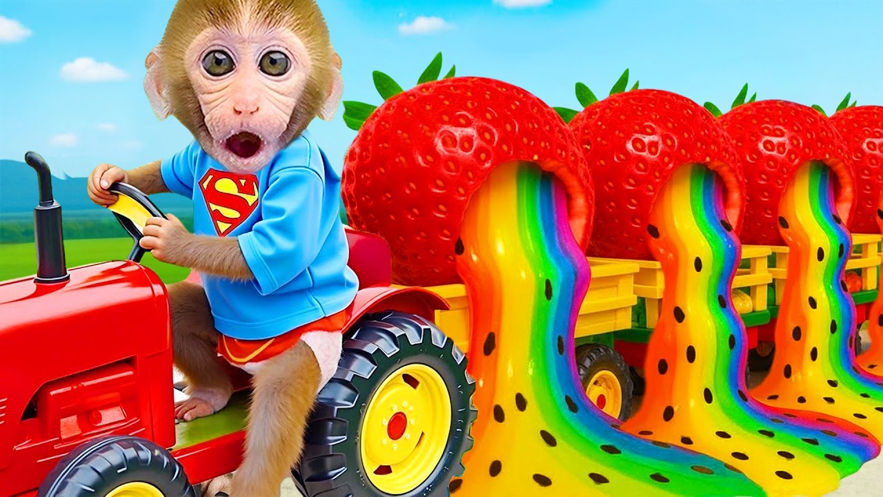 Monkey Bon Bon drives a tractor to harvest strawberries e coma pipocas coloridos