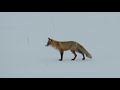 Любознательный ни­же­го­ро­дец снял на ви­део охо­ту ли­си­цы на мы­шей