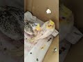 cute baby Cockatiels boy and girl! in a box.