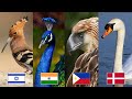 The ICONIC and SYMBOLIC Nat'l Bird of Every Country 🦚🦜| Official and Unofficial