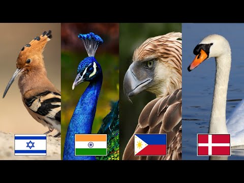 The National Bird of Every Country 🦚🦜| Official and Unofficial