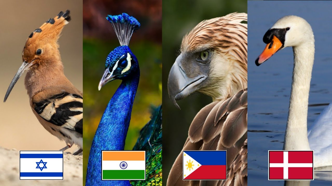 National Bird Of Every Country 🦚🦜| Official And Unofficial