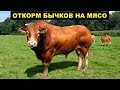 Откорм Бычков на мясо в домашних условиях как бизнес идея