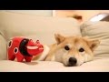 柴犬だいふく 赤べこの正しい遊び方 [Daifuku and Japanese traditional souvenir]