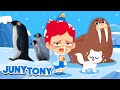 Polar region animals   penguins polar bear walrus  animal songs and stories  junytony