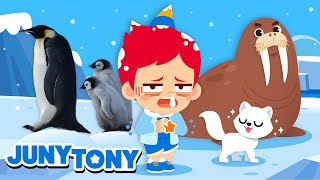 Polar Region Animals |  Penguins, Polar Bear, Walrus | Animal Songs and Stories | JunyTony