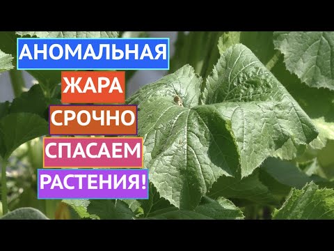 СРОЧНО! СПАСАЕМ РАСТЕНИЯ ОТ ЖАРЫ! ПРАВИЛА ПОЛИВА В ЖАРУ
