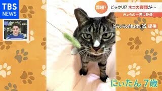 【一押し映像】変顔で寝るネコ【Nスタ】