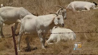 Firefighters use a herd of goats to help clear brush prevent wildfires