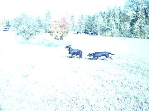 Video: Verschil Tussen Beauceron En Rottweiler