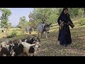Nomadic Migration in Iran | A Family Journey from Mountains to Green Spring Plains