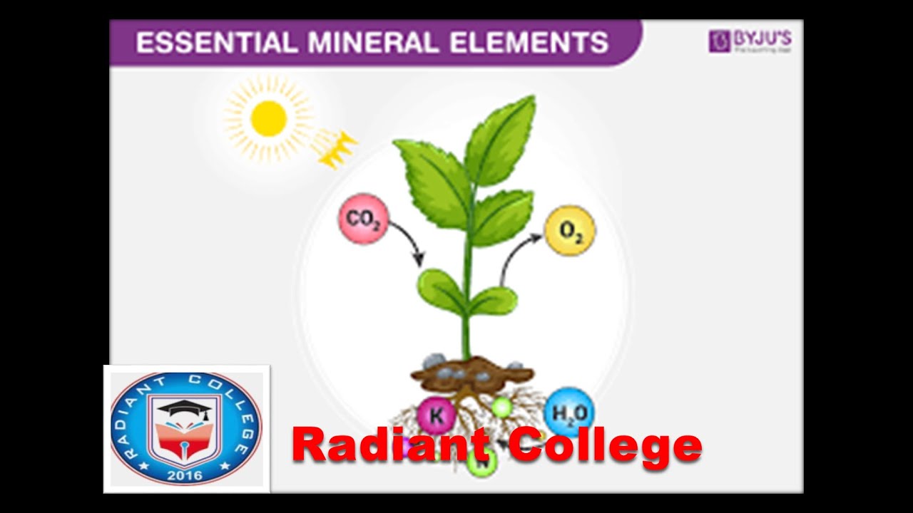 Bot402 plant physiology and ecology lec 6 essential Bot402 plant physiology and ecology lec 6 essential
