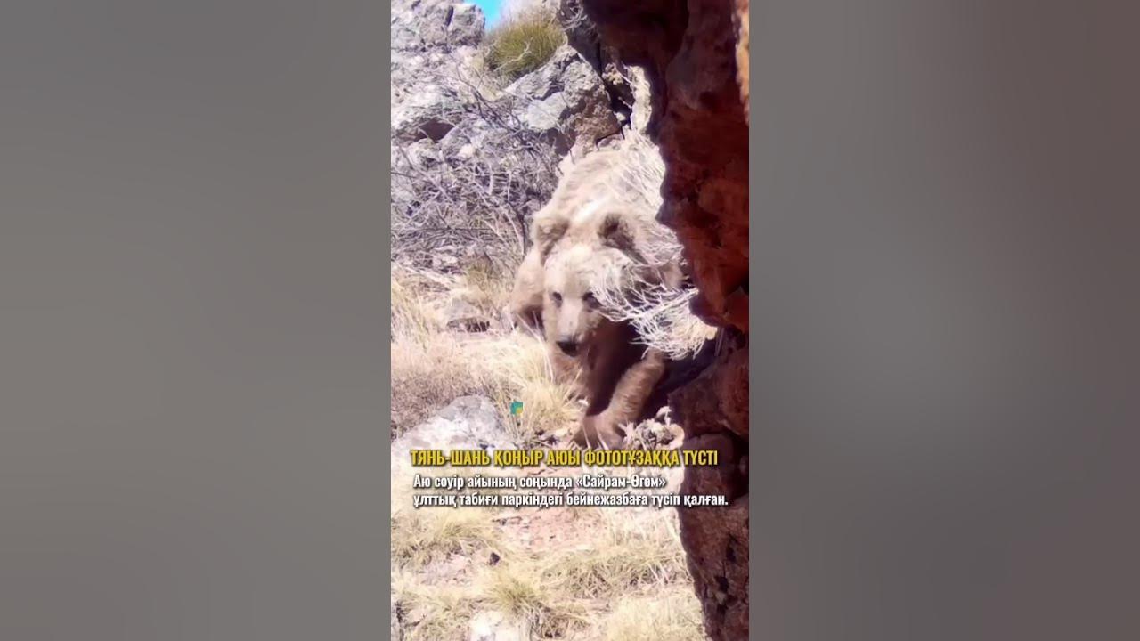 Бейнежазбаға түсіп қалған. Бейнежазбаға түсіп қалған.