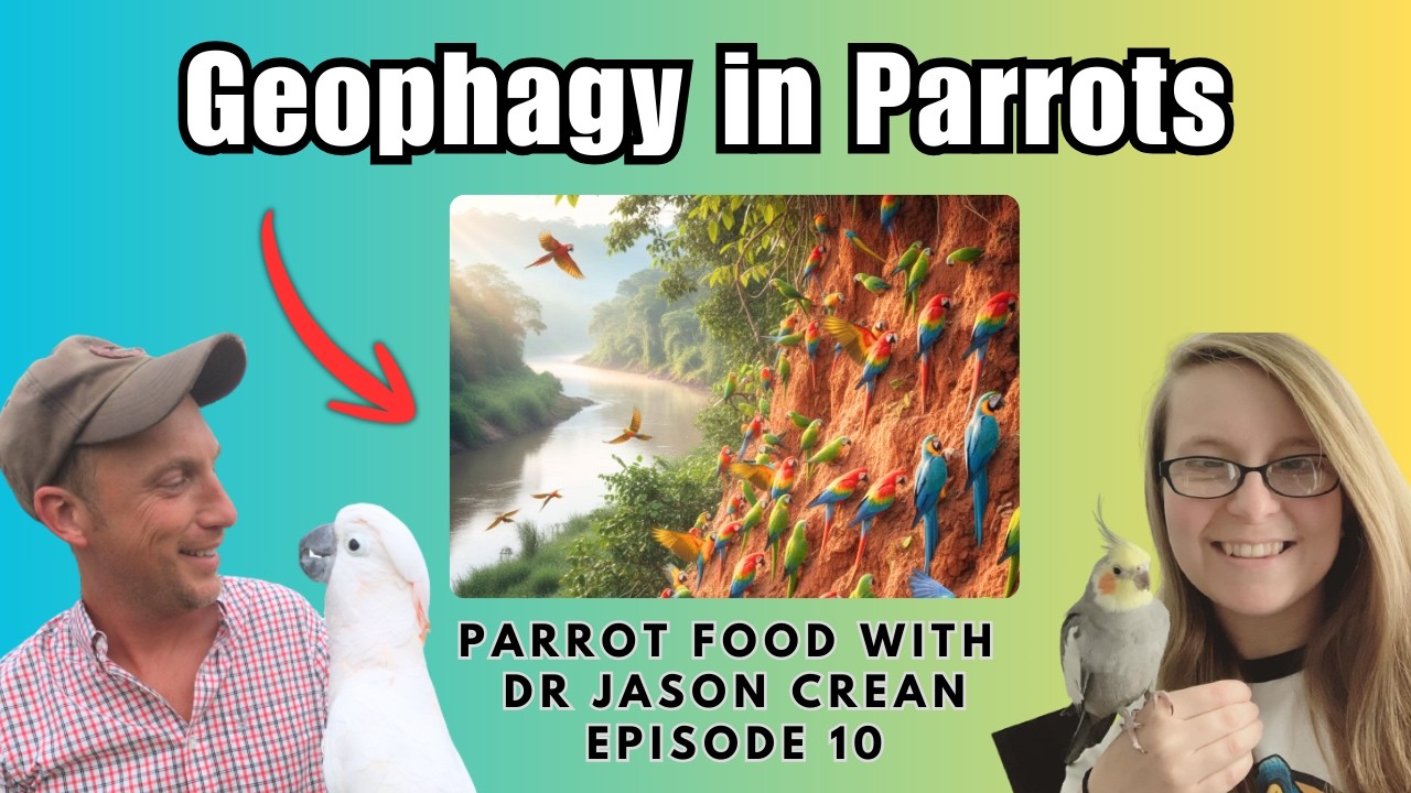Геофагия у попугаев — почему птицы посещают места лизания глины | Корм ​​для попугаев с доктором ...