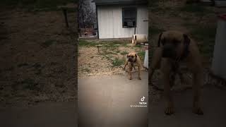 Forest Ch Abel X Kali Cat