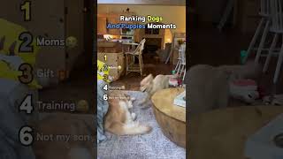 Ranking Best Dogs And Puppies Moments