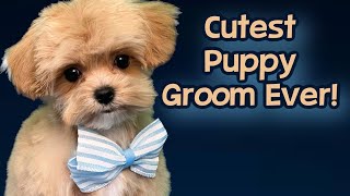 I’m cute! Puppy Grooming Tips! by Grande Style Dog Grooming  3,699 views 3 months ago 1 hour, 15 minutes