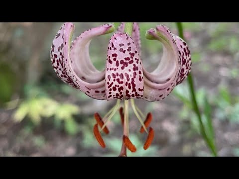 Martagon lily, food for Siberian peoples, a protected rarity here