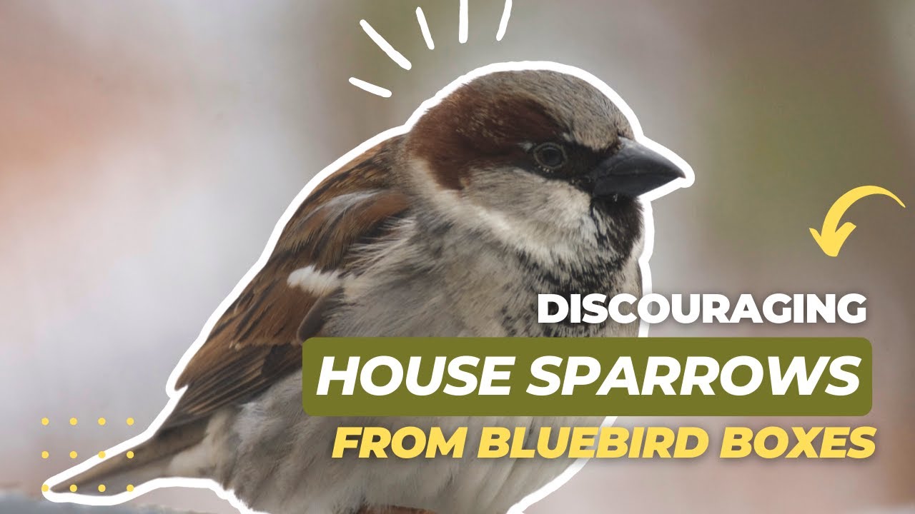 Discouraging House Sparrows From Bluebird Boxes