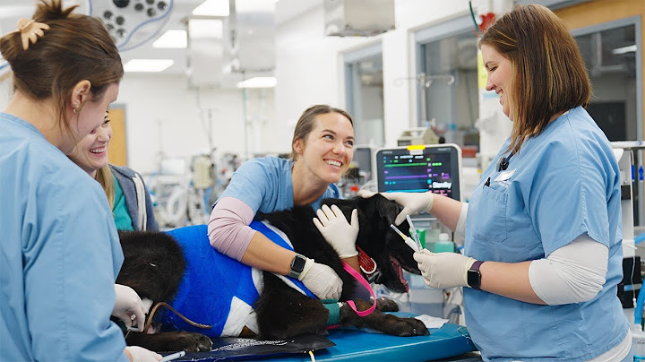 A Day in the Life of a Veterinary Nurse