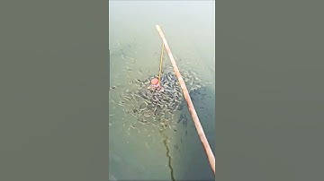 bottle fish trap || watch full short video 🐟🐟 #shorts #short #trending #viral #tarpon #viralvideo