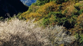 2018.01.15花蓮太魯閣-梅花隧道盛開壯觀美景！Taiwan ...