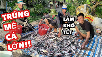 Nghe Tiếng "Rột Rột" Đánh Lưới TRÚNG MẺ CÁ NHIỀU KHỦNG KHIẾP • Fish | Bông Lúa Đồng Tháp