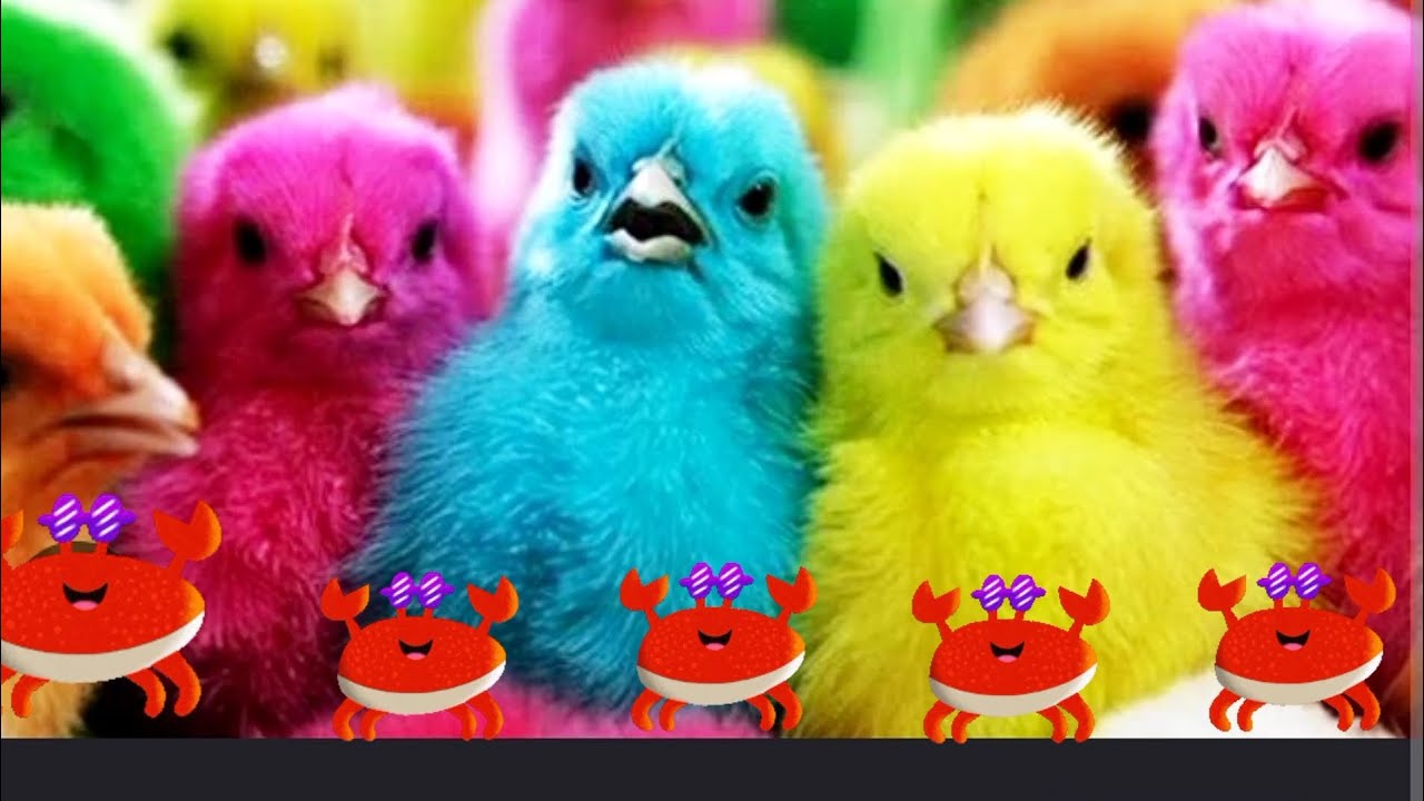 the cuteness of three colorful chickens playing ball ( part 36 ) 🐥🐣🐥🐣🐥🐣 ...