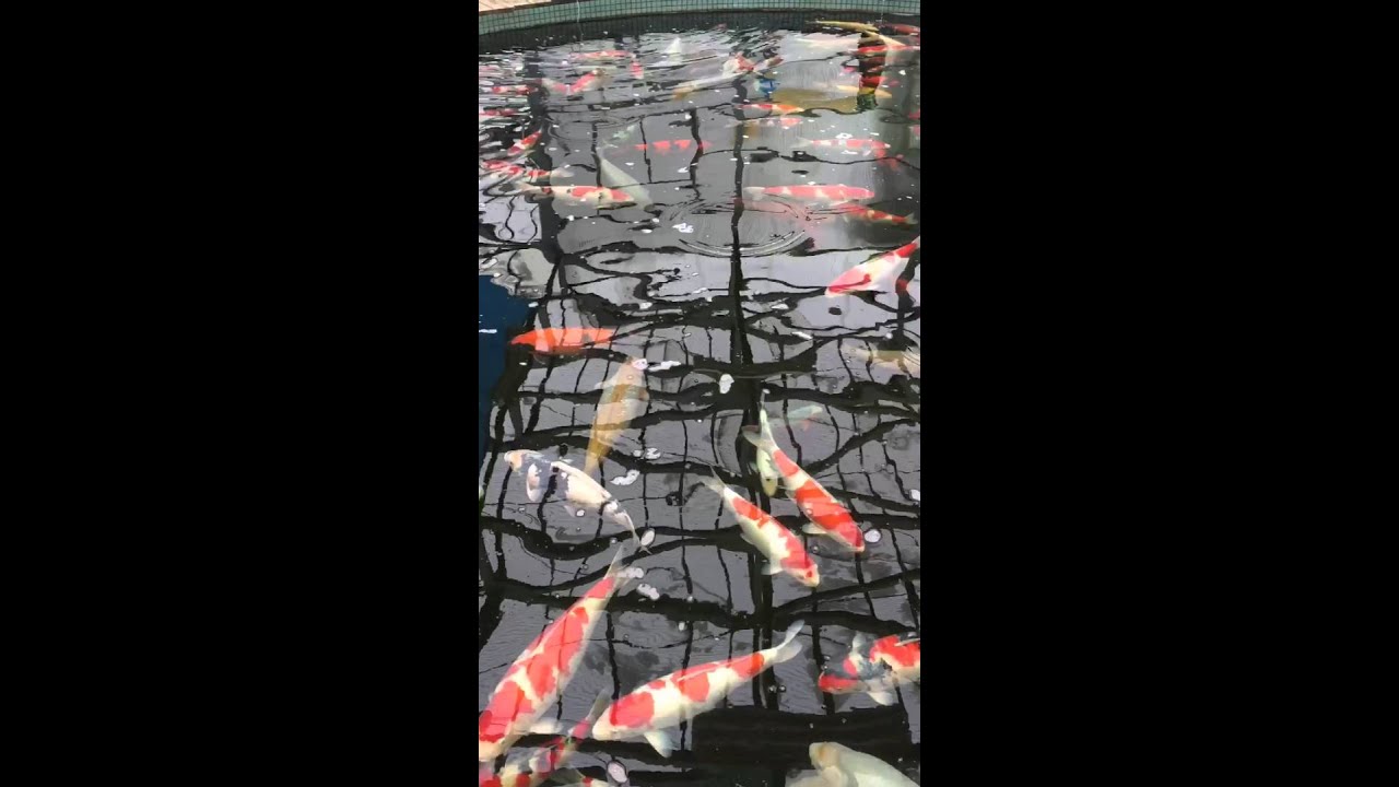 Maruhiro Koifarm Showpond