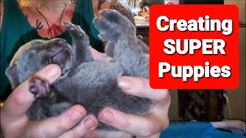 Creating SUPER Puppies - How to do Early Neurological Stimulation