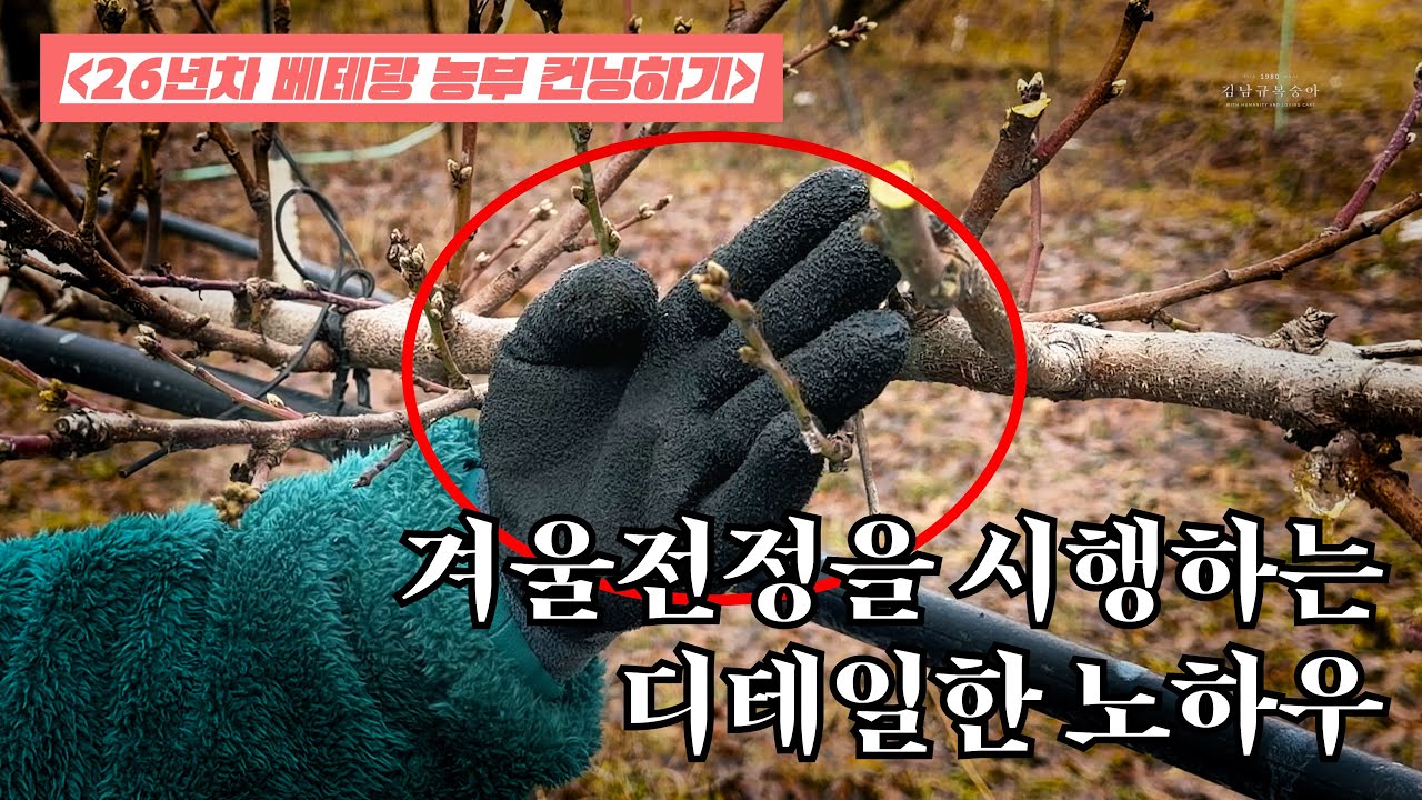 겨울전정을 시행하는 디테일한 노하우 | 26년차 베테랑 농부 컨닝하기 👀