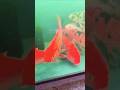✨ Beautiful Big Koi Fish Swimming #fishlover #shortsfeed #viralvideo #bigkoi
