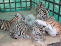 인도, 아기 호랑이 위한 가짜 엄마 호랑이 등장 Dummy mummy comes to the rescue of tiger cubs in India